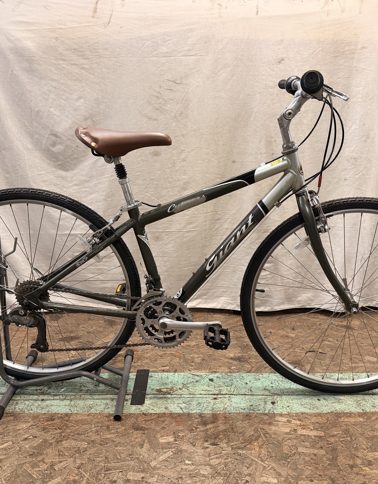 15.5" Giant Cypress (3381) K4U