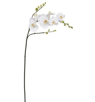 Large White Orchid Stem with Buds