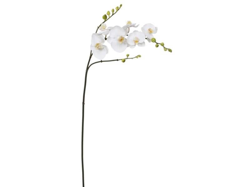 Large White Orchid Stem with Buds