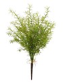 Asparagus Fern Bush