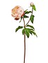 Natural Touch Peony Bloom (4 Colors)