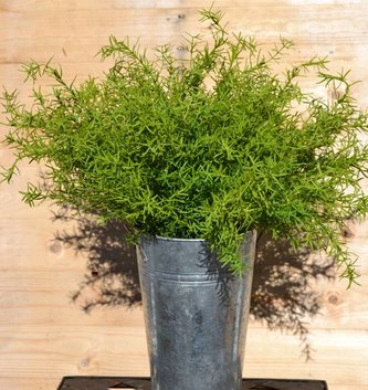 Asparagus Fern Bush
