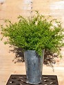 Asparagus Fern Bush