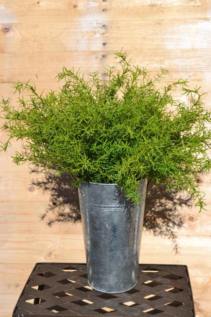 Asparagus Fern Bush