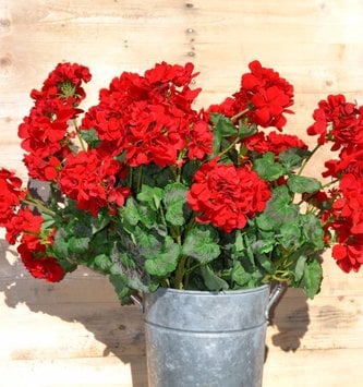 Large Red Geranium Bush