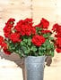 Large Red Geranium Bush