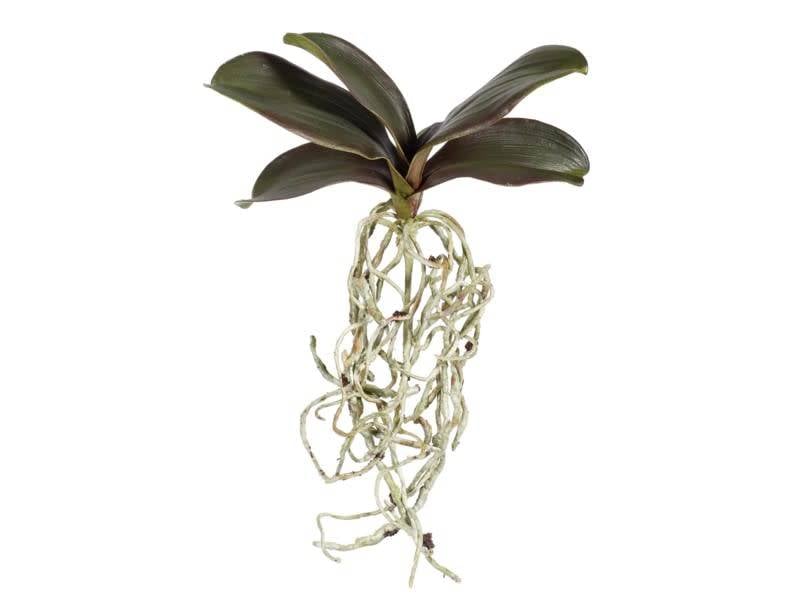 Small Orchid Leaf Foliage Pick with Roots