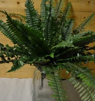 28" Large Boston Fern Bush
