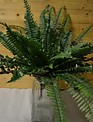 28" Large Boston Fern Bush