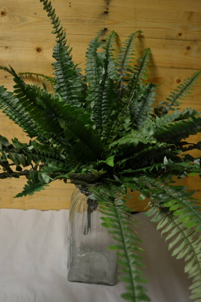 Large Boston Fern Bush