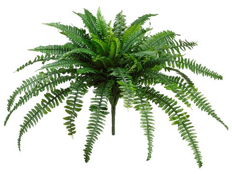 Large Boston Fern Bush