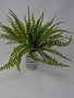 12" Sword Fern Bush
