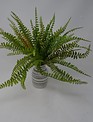 12" Sword Fern Bush