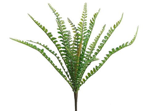 12" Sword Fern Bush