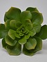 XL Green Pointed Echeveria Pick