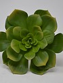 XL Green Pointed Echeveria Pick