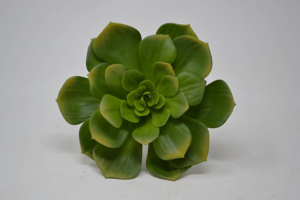 XL Green Pointed Echeveria Pick