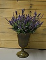 Mixed Lavender Bush