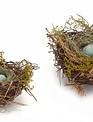 Blue Speckled Egg Nest