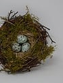 Blue Speckled Egg Nest