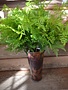 Leather Fern Spray