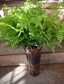 Leather Fern Spray