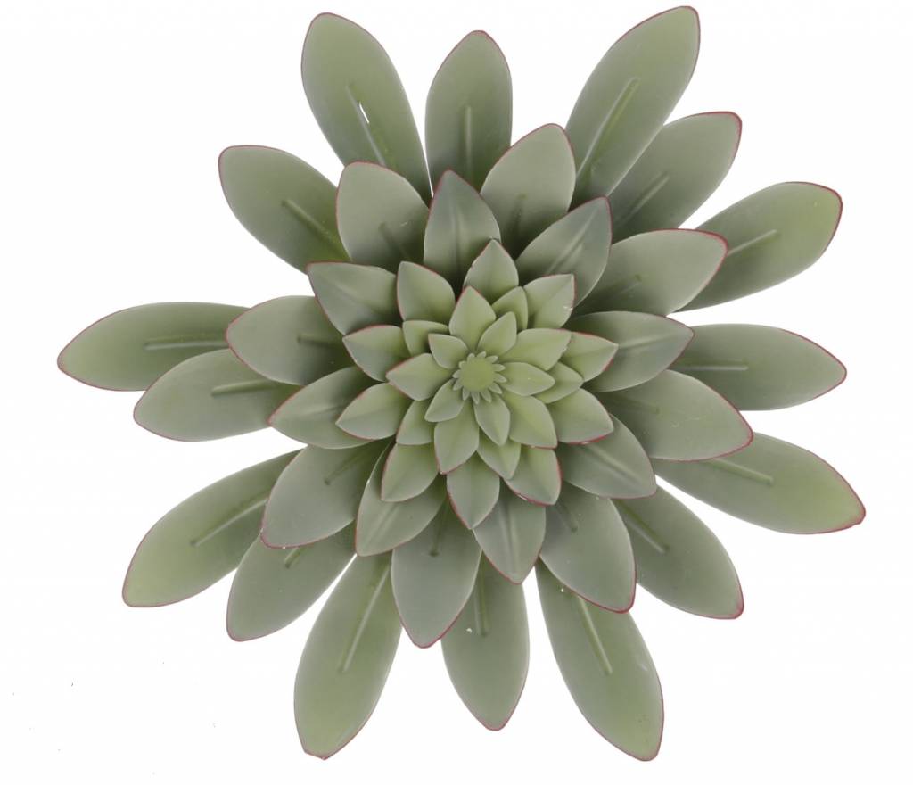 Succulent Metal Wall Art 2 Styles Urban Garden Suculents