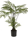 25" Potted Wild Leather Fern