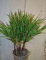 Seeded Needle Eucalyptus Spray