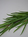 Seeded Needle Eucalyptus Spray