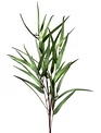 Seeded Needle Eucalyptus Spray