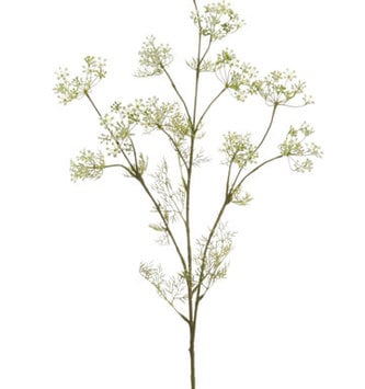 White Dill Spray