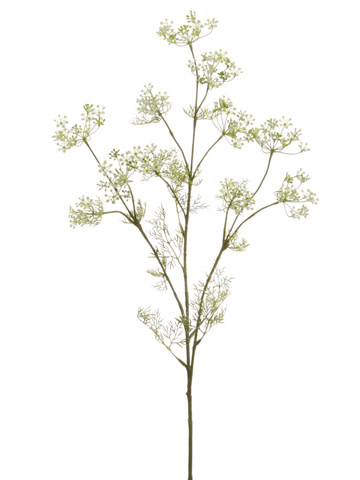 White Dill Spray