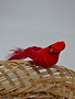 Clip-On Fluffy Tail Cardinal
