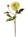 Large Dahlia Bloom
