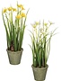 12" Potted Narcissus (2-Colors)