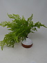 17" UV Protected Leather Fern Bush