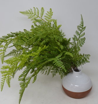 Lace Fern Bush