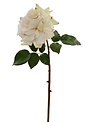 Cream Dutchess Rose