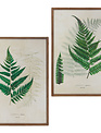 Botanical Wood Framed Fern Wall Art (2-Styles)