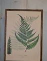 Botanical Wood Framed Fern Wall Art (2-Styles)