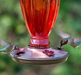Vintage Red Glass Hummingbird Feeder Perky Pet Feeders The
