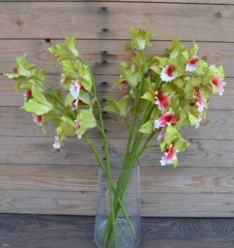25" Green Pink Cattleya Orchid