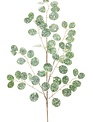 Frosted Silver Dollar Spray