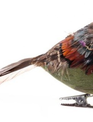 Feathered Aspen Bird Ornament (2-Styles)