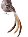 Natural Feathered Long Tail Bird Ornament (2-Styles)
