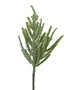 Natural Fir Pine Pick