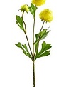 Mini Ranunculus Spray (5-Colors)