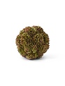 Dark Green Sedum Ball