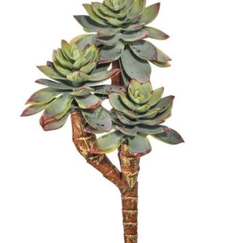 Triple Star Succulent Pick